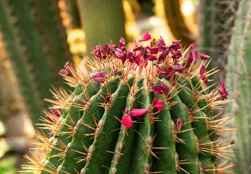 Cactus Flowers