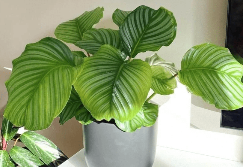 Description of Calathea Orbifolia