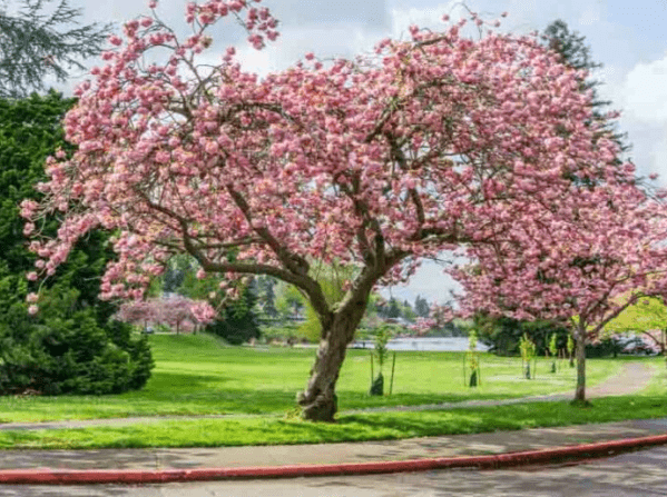 Cherry Blossom