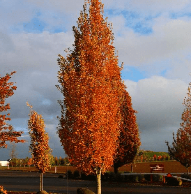 Choosing Tall Narrow Trees