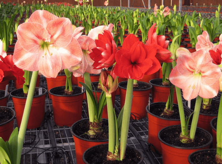 Choosing the Right Amaryllis Bulbs