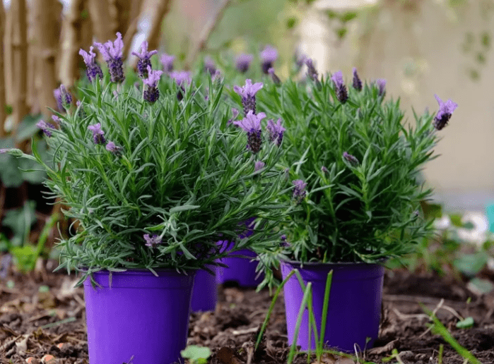 Choosing the Right Lavender Tree