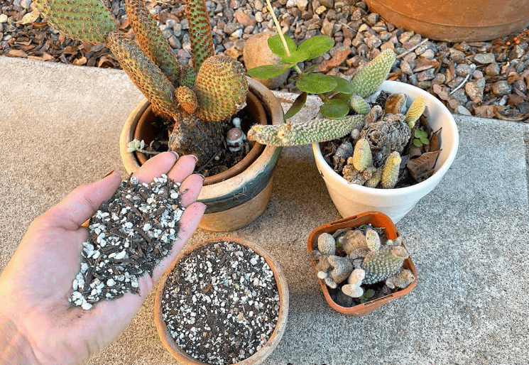 Choosing the Right Soil for Cacti