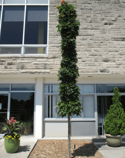 Columnar Trees