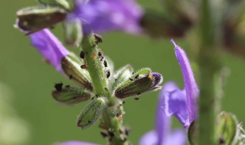 Managing Pests and Diseases