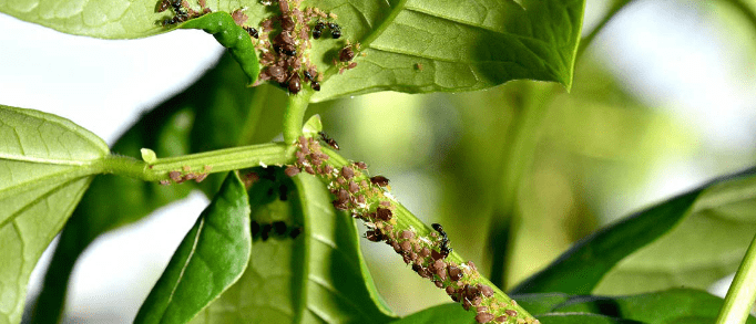 Managing Pests and Diseases