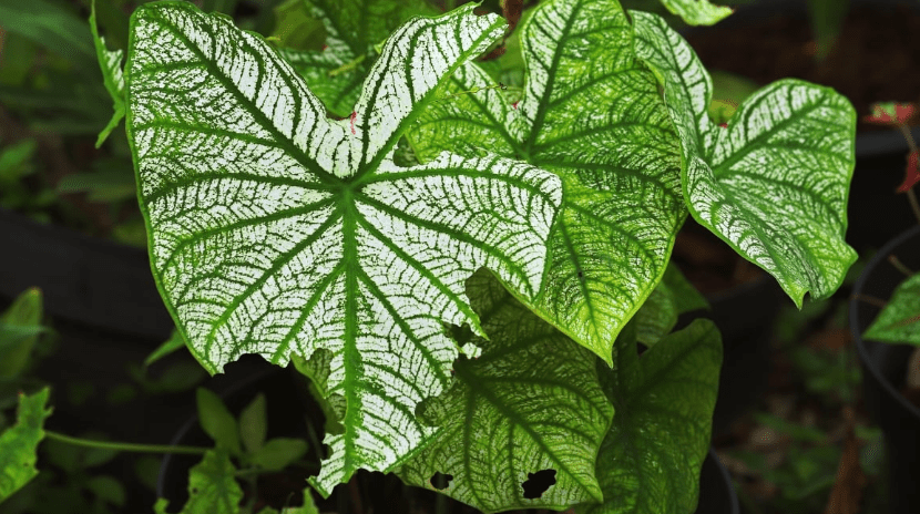 pests and diseases affecting caladiums