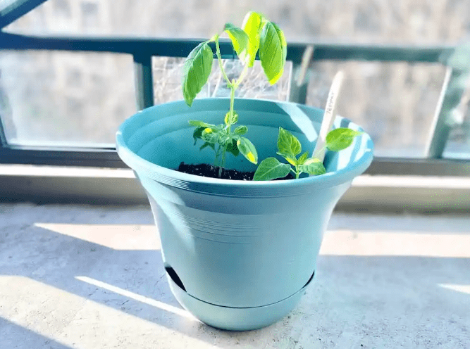 Planting in Containers