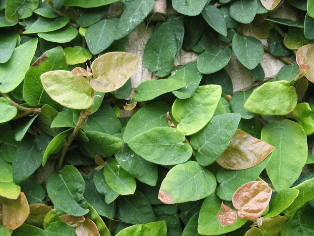 Creeping Fig