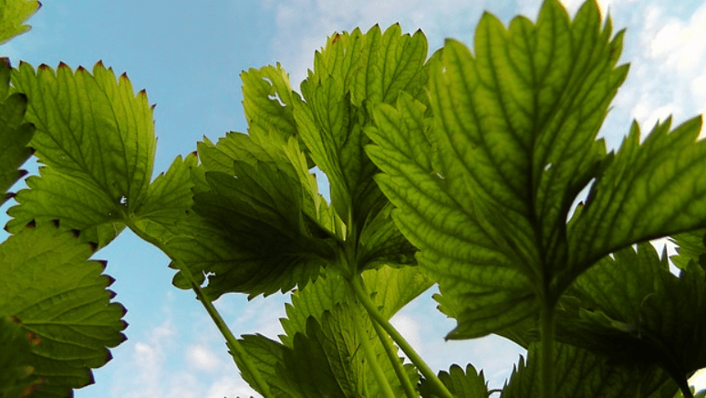 Culinary Uses of Strawberry Leaves