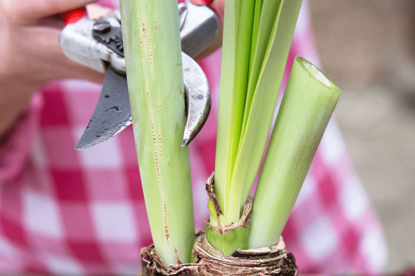 Deadheading and pruning techniques.