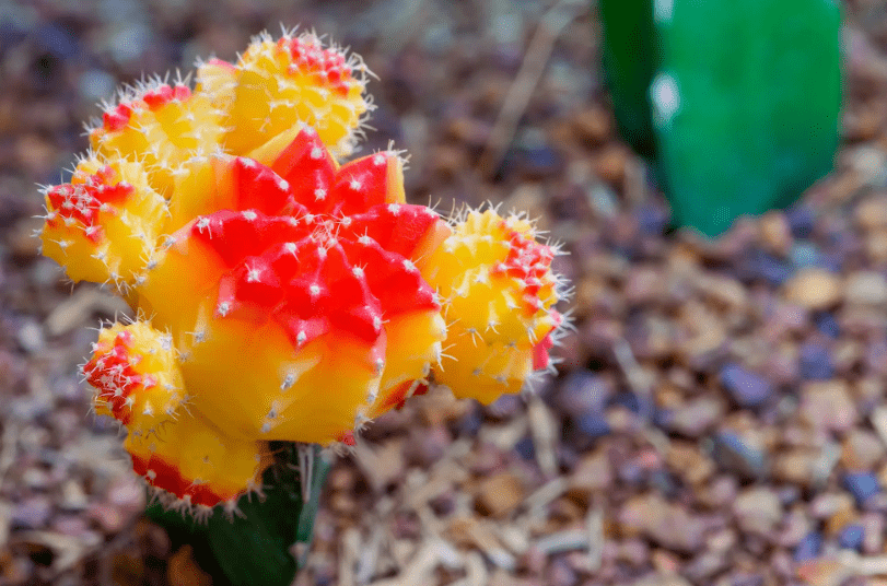 What is a Moon Cactus Plant