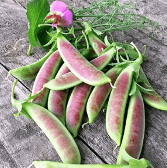 Varieties of Mangetout