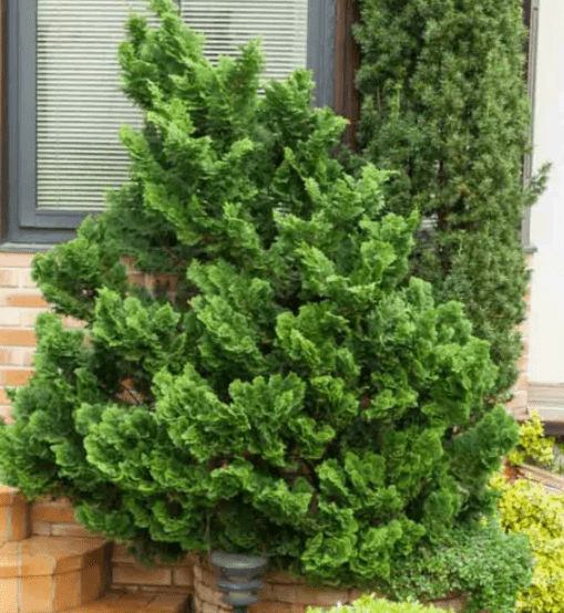 Dwarf Hinoki Cypress