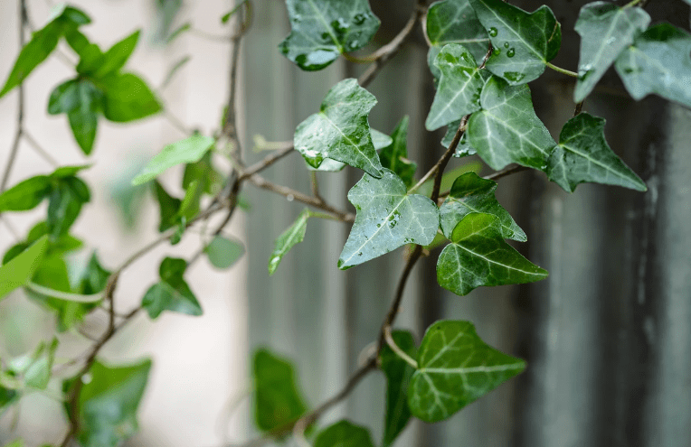 English Ivy