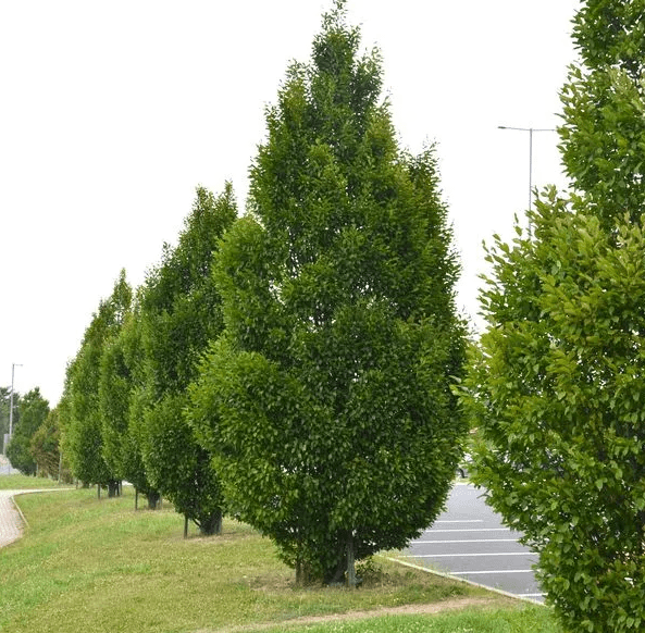 Fastigiate Trees