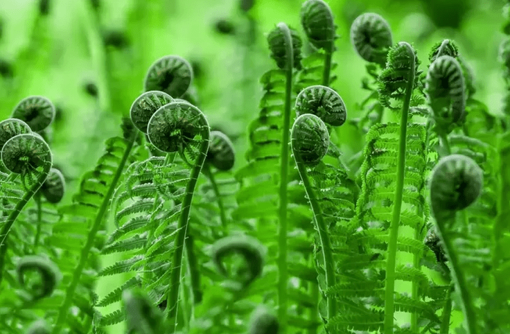 Ferns trees