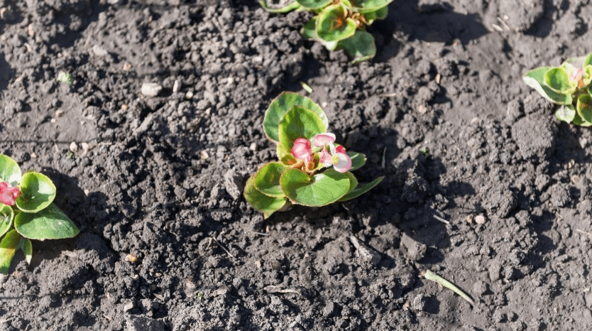 Fertilizing