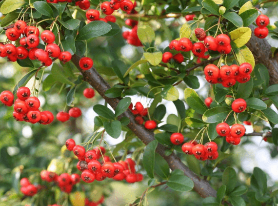 Firethorn (Pyracantha)