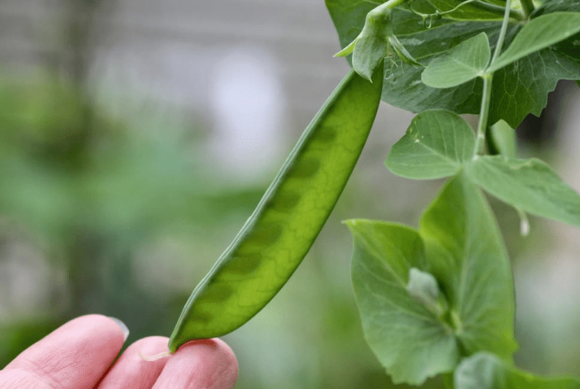 Harvesting Mangetout