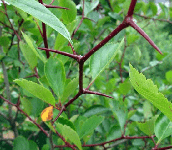 Hawthorn