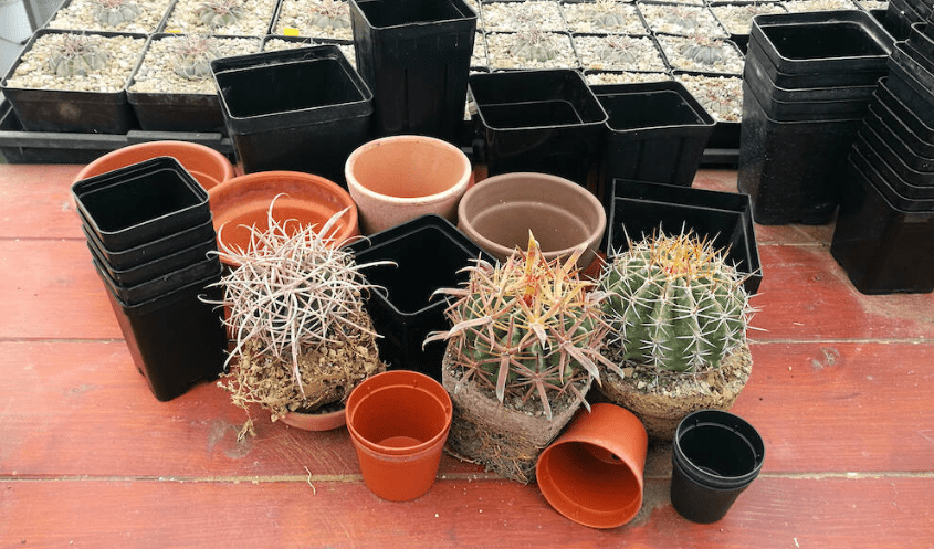 How to select the right pot for cactus planting