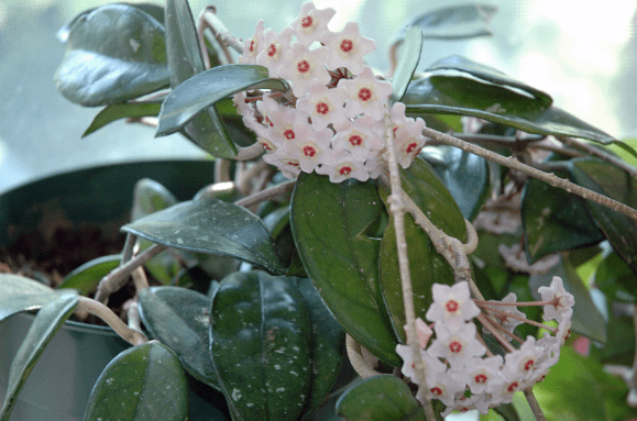 Hoya