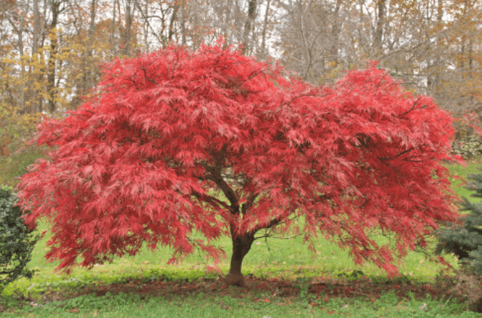 Japanese Maple