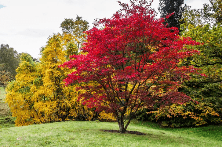 Japanese Maple