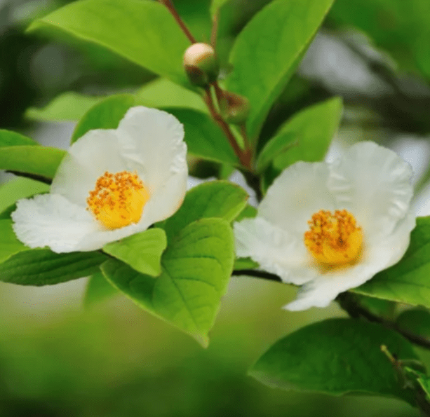 Japanese Stewartia