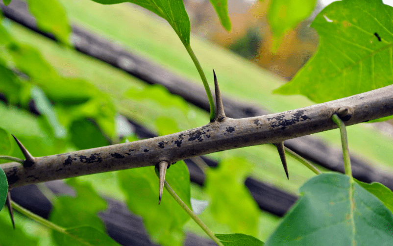 Osage Orange