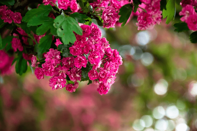 Overview of Lagerstroemia