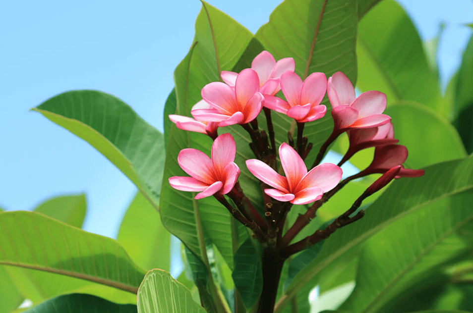 Overview of Plumeria Plants