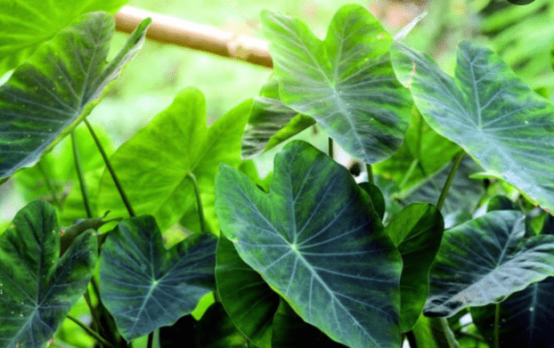 Overview of colocasia plant