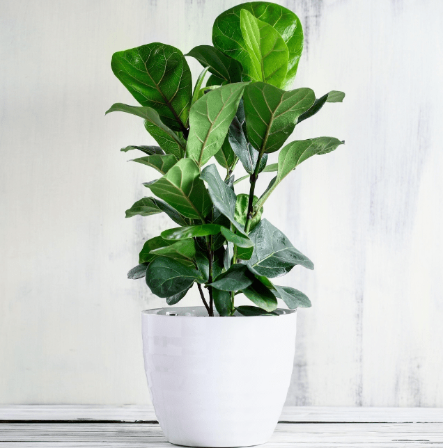 Understanding Fiddle Leaf Fig