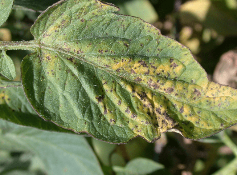 Pest and disease problems