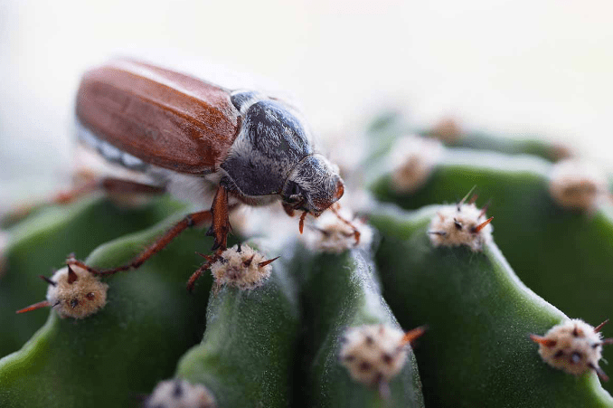 Pest management for cacti in soil