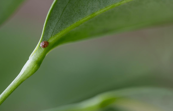 Pests and Diseases