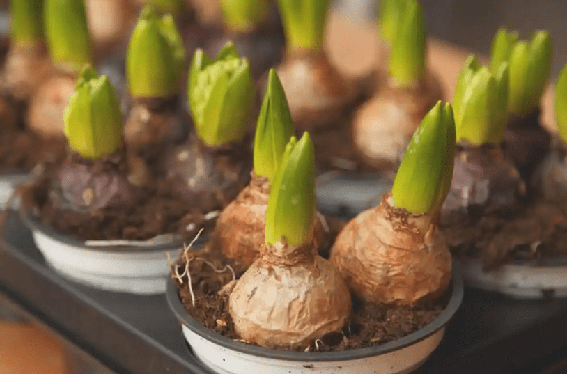 Planting Amaryllis Bulbs