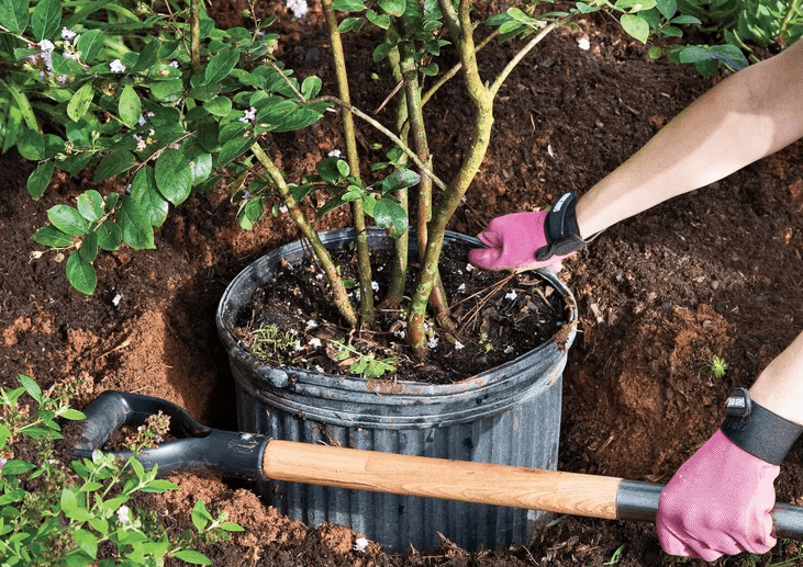 Planting Lagerstroemia