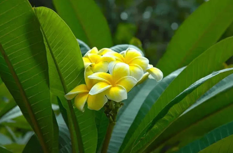 Planting Plumeria