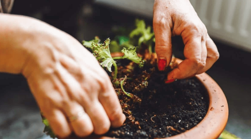 Planting Weeping Begonia Plants