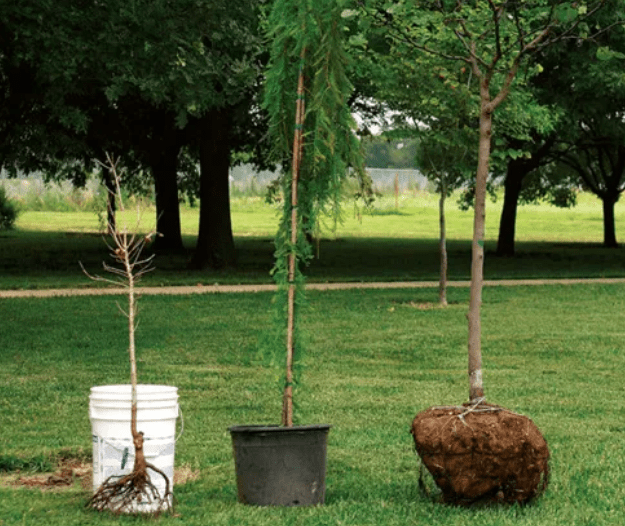 Planting Tall Narrow Trees