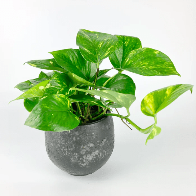 Pothos