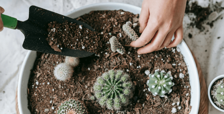 Preparing Soil for Planting Cacti