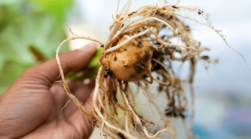 Propagation Techniques