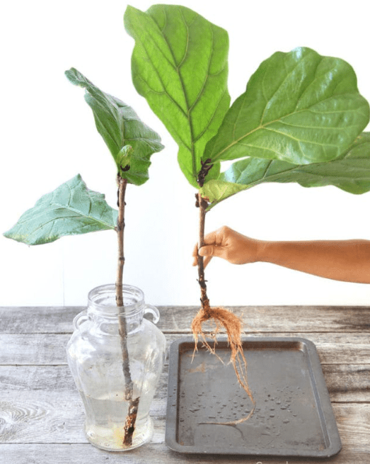 A man picking a fig tree out of a pot