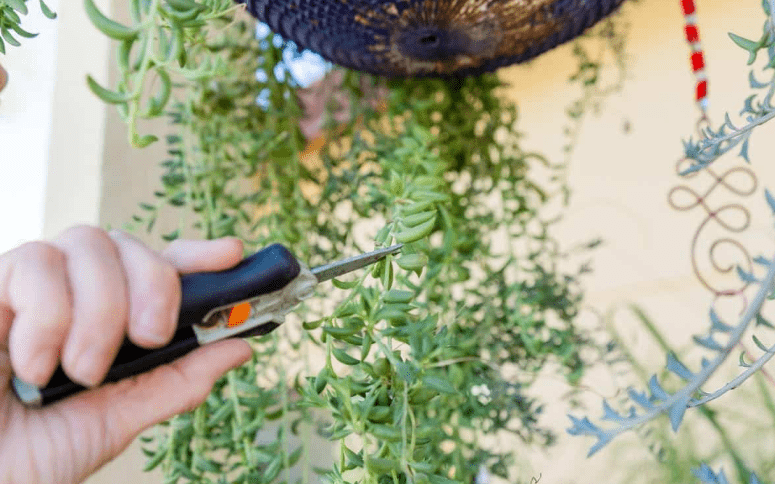 Pruning and Propagation