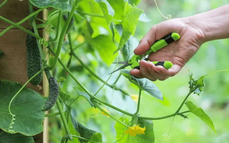 Pruning and Thinning