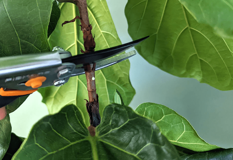 Cutting fig tree branches with a cutter